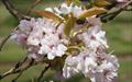 Amanogawa japanese flowering cherry tree