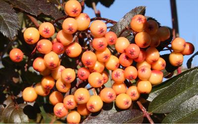 Amber Light rowan