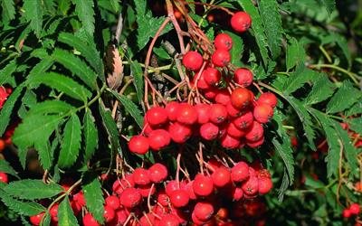 Asplenifolia rowan berries