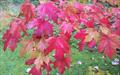 Autumn Blaze maple