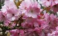 Beni-yutaka flowering cherry tree
