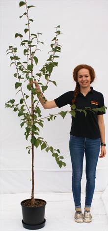 Betula alba Fascination birch tree