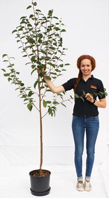 Betula Edinburgh birch tree