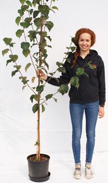 Betula Moonbeam himalayan birch tree