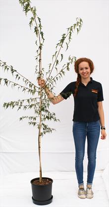 Betula Pen Dalecarlica silver birch