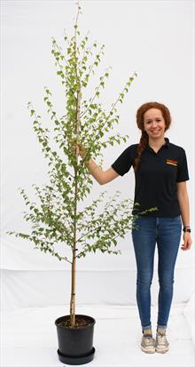 Betula Pen Golden Beauty silver birch tree