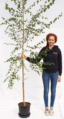 Betula Pen Tristis silver birch