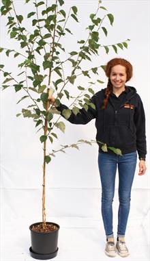 Betula Uti Trinity Collage birch tree