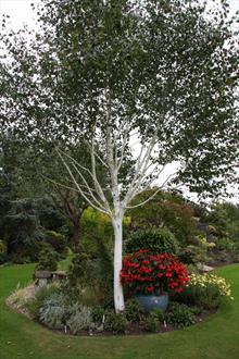 Betula utilis jacquemontii birch