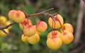 Butterball crab-apple trees