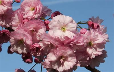 Prunus Candy Floss japanese flowering cherry tree for sale