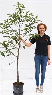 Castanea Sativa chestnut tree