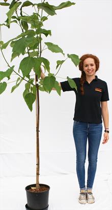 Catalpa Purpurea