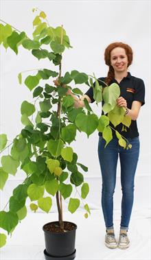 Ceris Can Hearts of Gold redbud