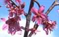 Collingwood Ingram flowering cherry tree