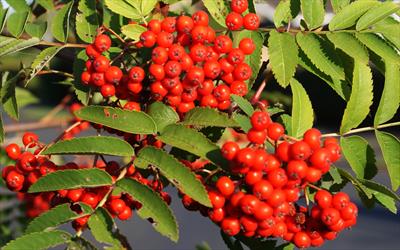 Common Rowan berries and leaves