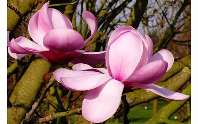 Copeland Court magnolia flower