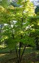 Cornus kousa chinensis flowering dogwood