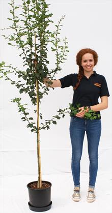 Crataegus laevigata Pauls Scarlet hawthorn