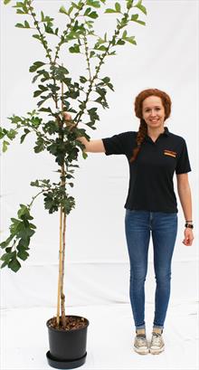 Crataegus Pin Raj Big Golden Star hawthorn