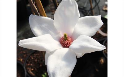 Eskimo magnolia blossom