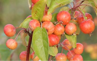 Malus Evereste crab-apple trees for sale from Pippin Trees