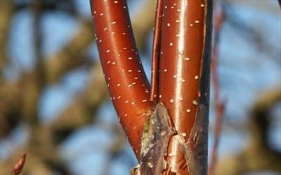 Fascination birch bark