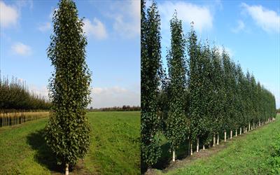Fastigiata Joes birch