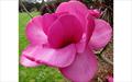 Felix Jury magnolia