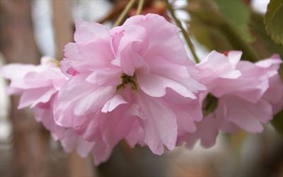 Fugenzo cherry blossom