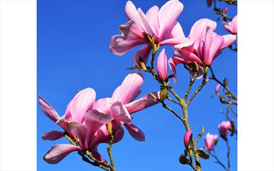 Galaxy magnolia blossom