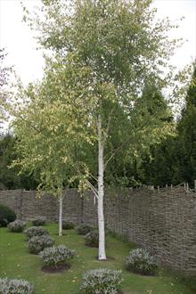 Golden Beauty birch tree
