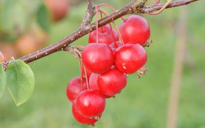 Malus Gorgeous crab-apple trees for sale from Pippin Trees