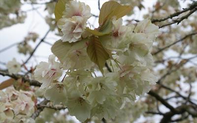 Gyoiko flowering cherry blossom