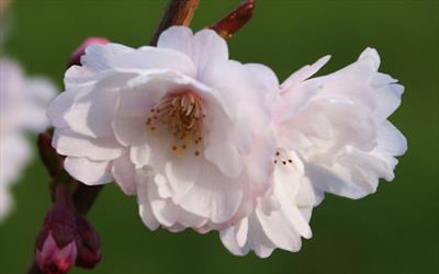 Hally Jolivette flowering cherry blossom