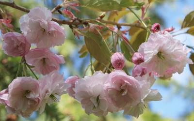 Hanagasa flowering cherry blossom