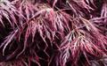 Garnet japanese maple trees