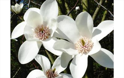 Joli Pompom magnolia flower