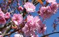 Kanzan japanese flowering cherry tree