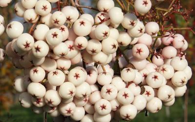 Kashmir rowan rowan