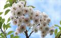 Kobuku-zakura Powder Puff flowering cherry tree