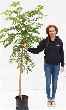 Koelreuteria Paniculata Coral Sun golden rain