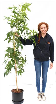 Liquidambar Slender Silhouette sweet gum