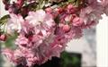 Little Pink Perfection japanese flowering cherry tree