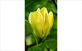 Yellow Bird magnolia