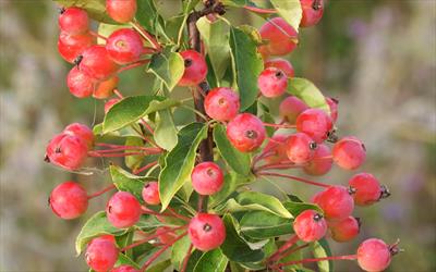 Malus halliana Malus halliana Admiration crabapple trees for sale Buy online