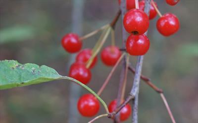 Malus baccata crab-apple trees for sale from Pippin Trees