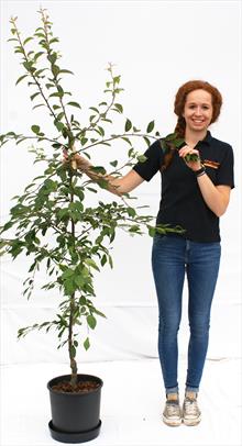 Malus floribunda crab apple tree