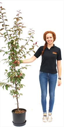 Malus Indian Magic crab apple tree