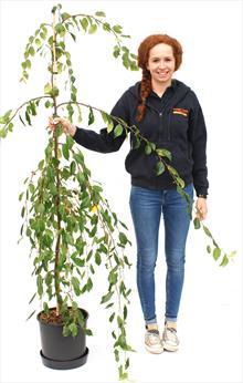 Malus Louisa crab apple tree